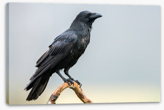 The black raven