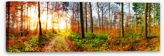 The autumn track