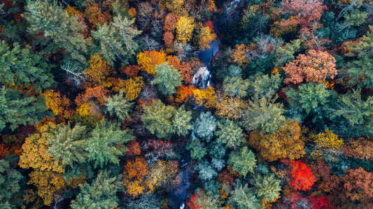 Above autumn