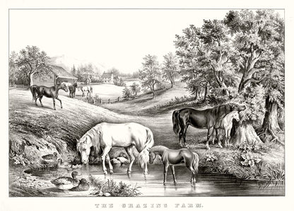The grazing farm