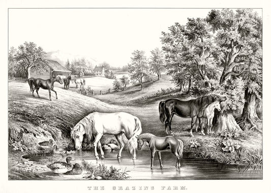 The grazing farm