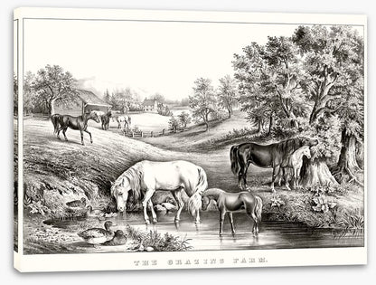 The grazing farm