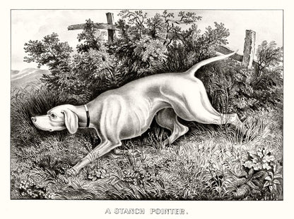 A staunch pointer