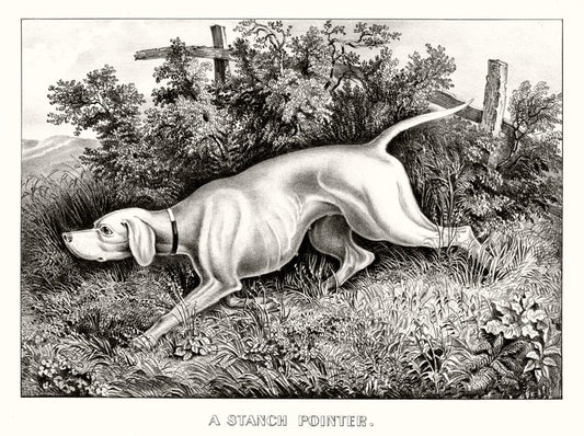 A staunch pointer