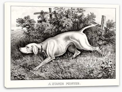 A staunch pointer