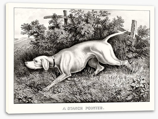 A staunch pointer