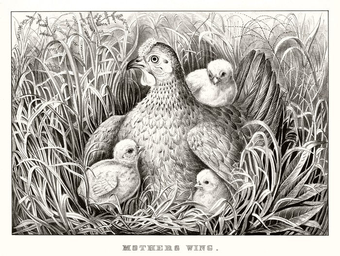 Mothers wing