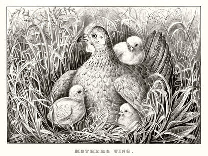 Mothers wing