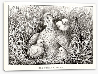 Mothers wing
