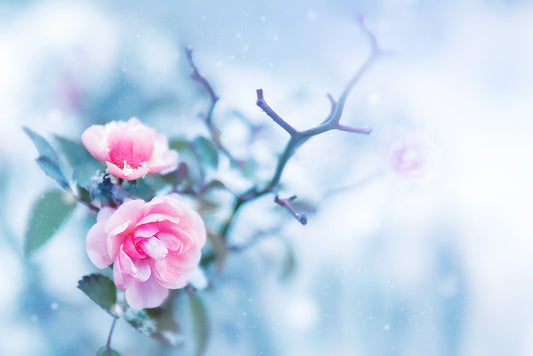 Pink rose glacé