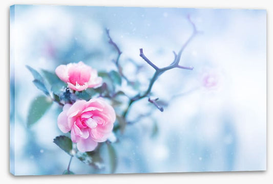 Pink rose glacé