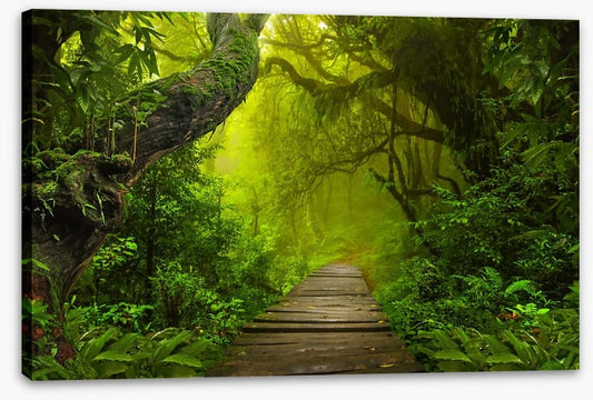 Jungle walk