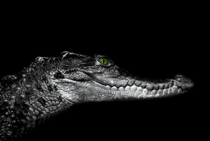 Reptiles / Amphibian