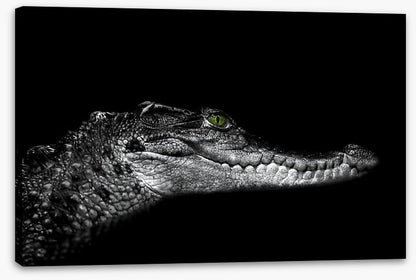 Reptiles / Amphibian