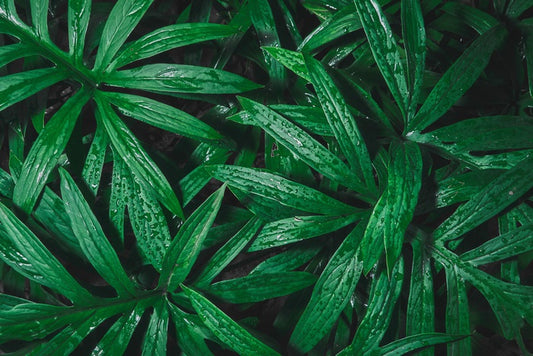 Patter of raindrops