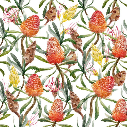 Banksia beauty