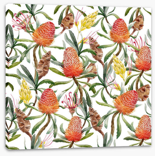 Banksia beauty