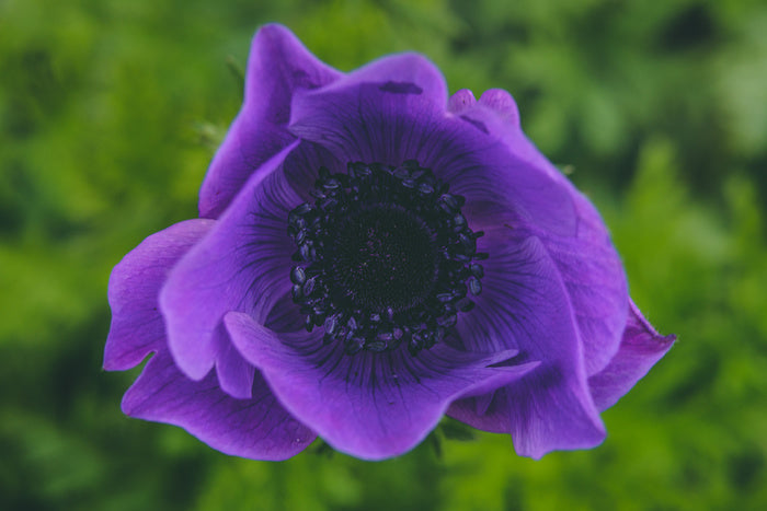 Heart of the anemone