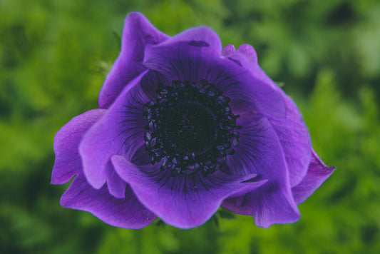 Heart of the anemone