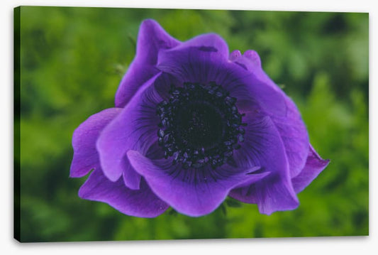 Heart of the anemone