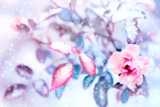 Frozen pink
