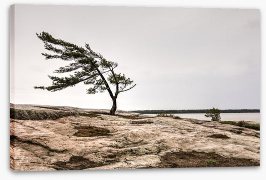 The windswept pine