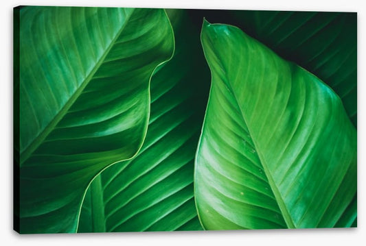Lush leaves 2