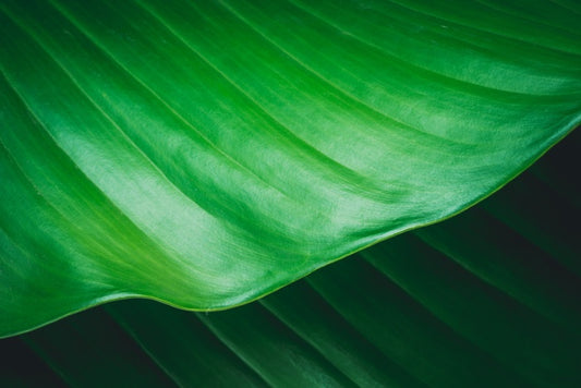 Leaves