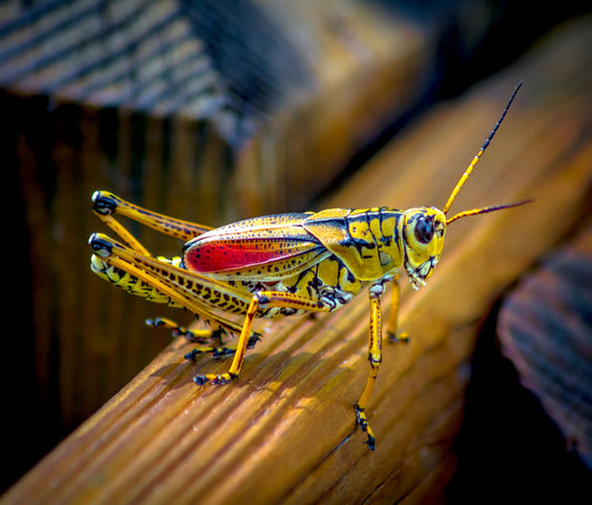 Insects