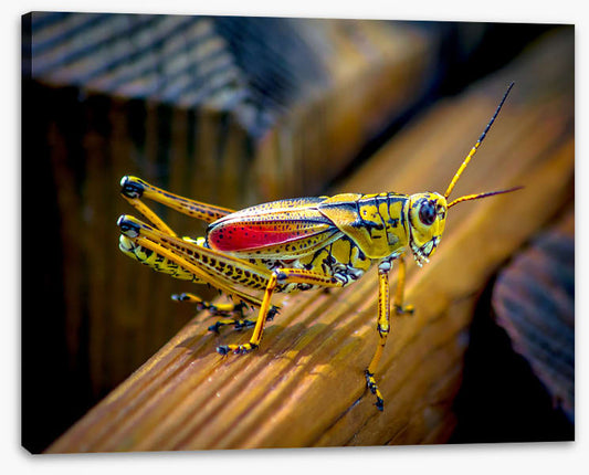 Insects