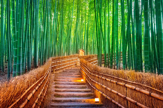 The bamboo bridge