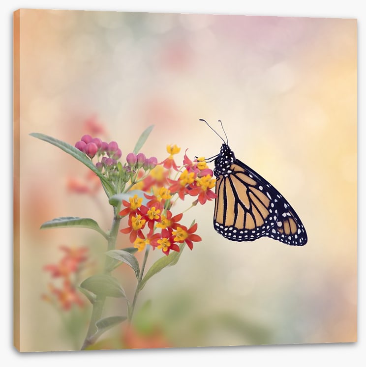 Milkweed monarch