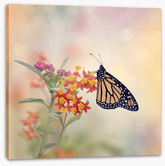 Milkweed monarch