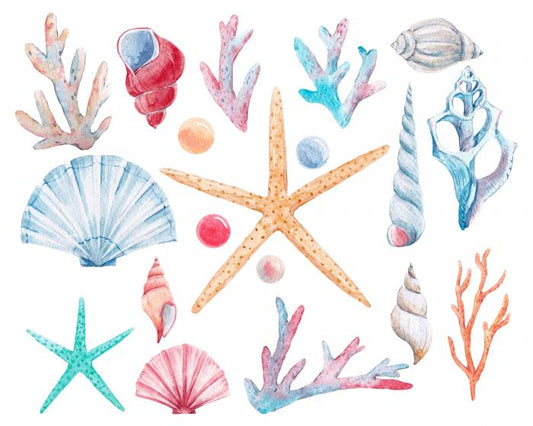 Coral and shells
