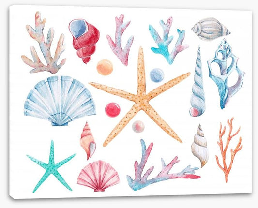 Coral and shells