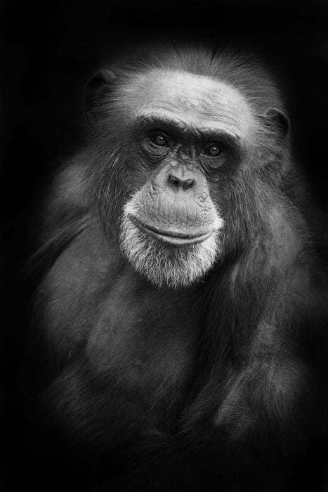 Cheery chimp