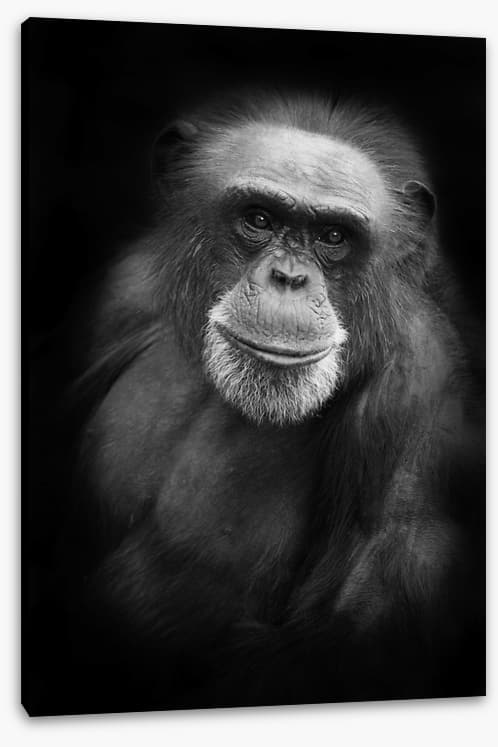 Cheery chimp