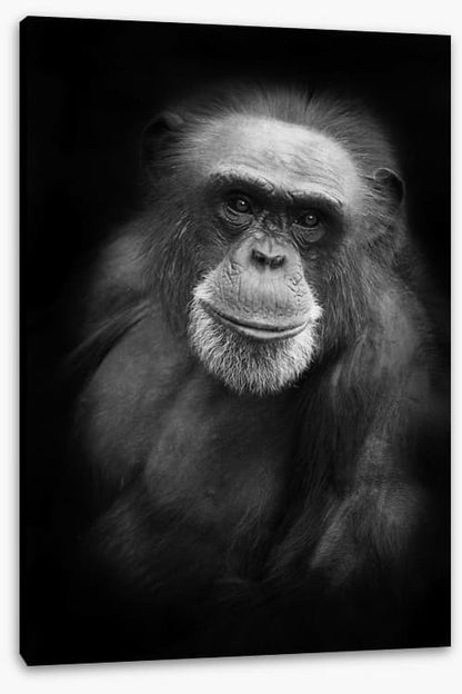 Cheery chimp