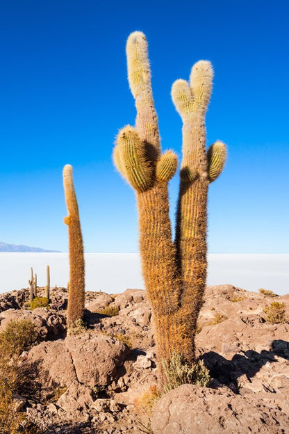 Cactus Island skies