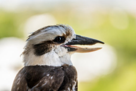 Laughing kooka