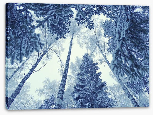 Forests