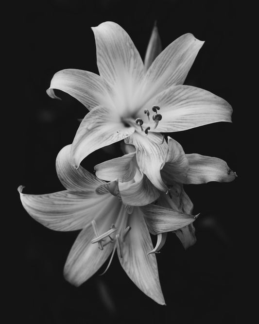 Pure lily