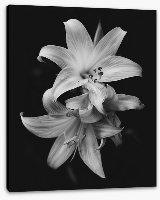 Pure lily