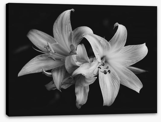 Pure lily