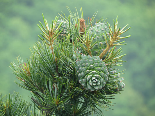 Budding pine cones