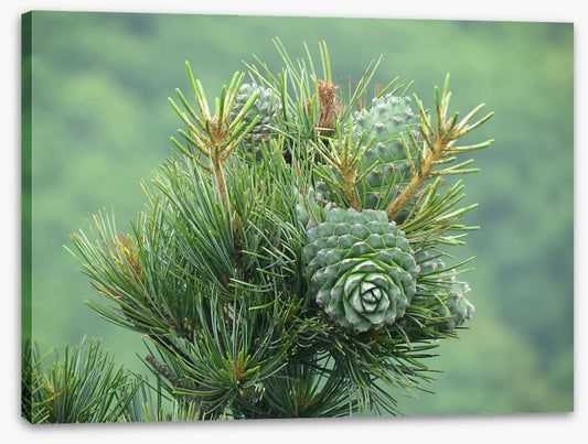 Budding pine cones