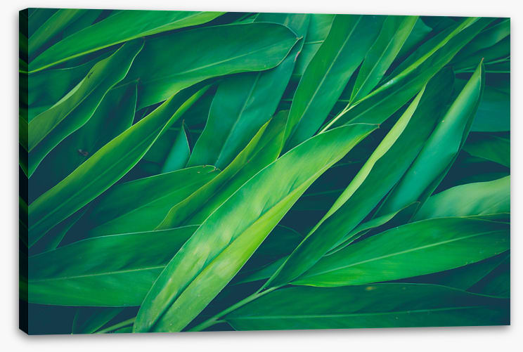 Lush leaves 3