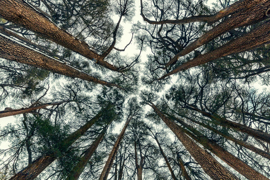 Cedar sky