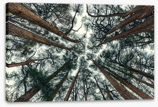 Cedar sky