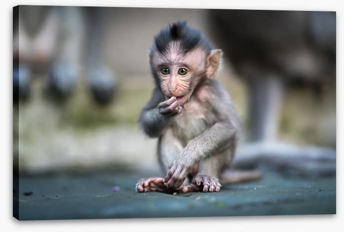 Mammals